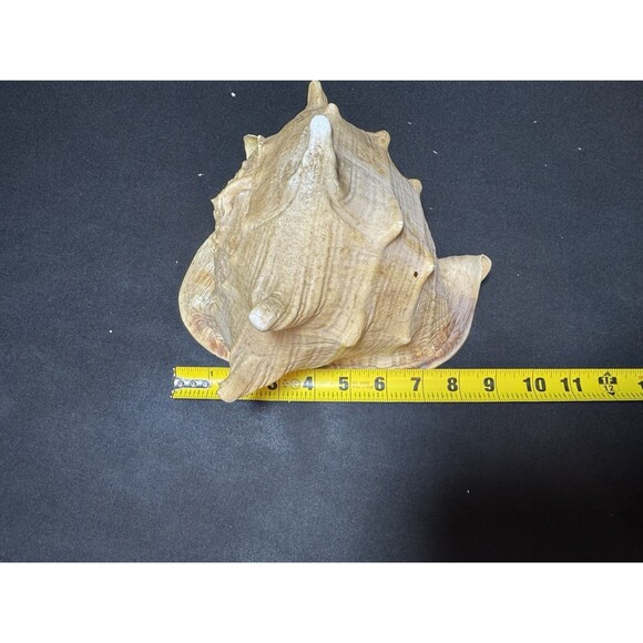 Queen Helmet Conch Sea Shell Cassis Cornuta 9" Nautical Coastal Decor 2.1 lbs - Picture 10 of 12